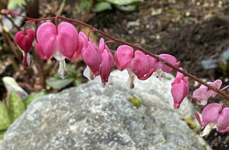 Gera McGuire, LMHC, offering counseling in Enumclaw and Maple Valley.